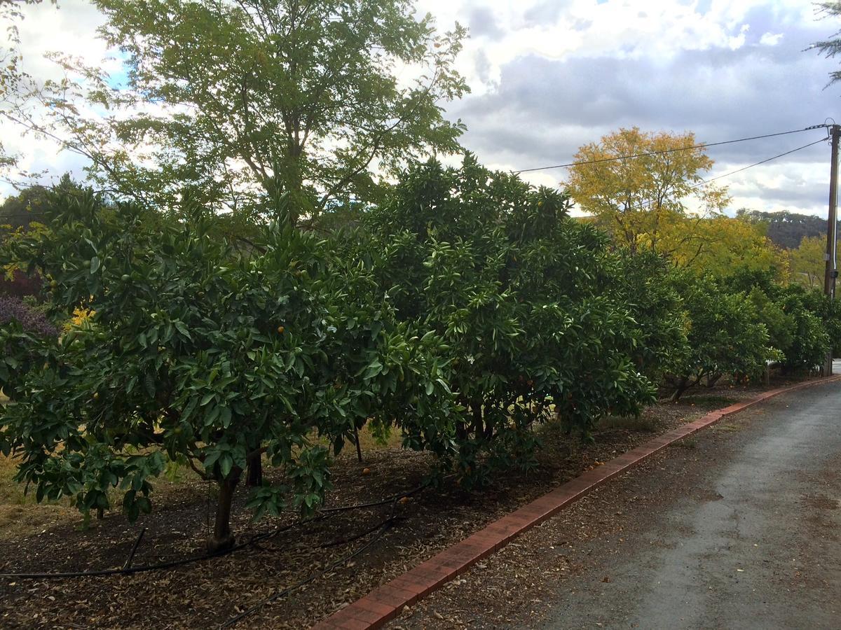 Gumeracha Vineyard Cottage Bnb מראה חיצוני תמונה